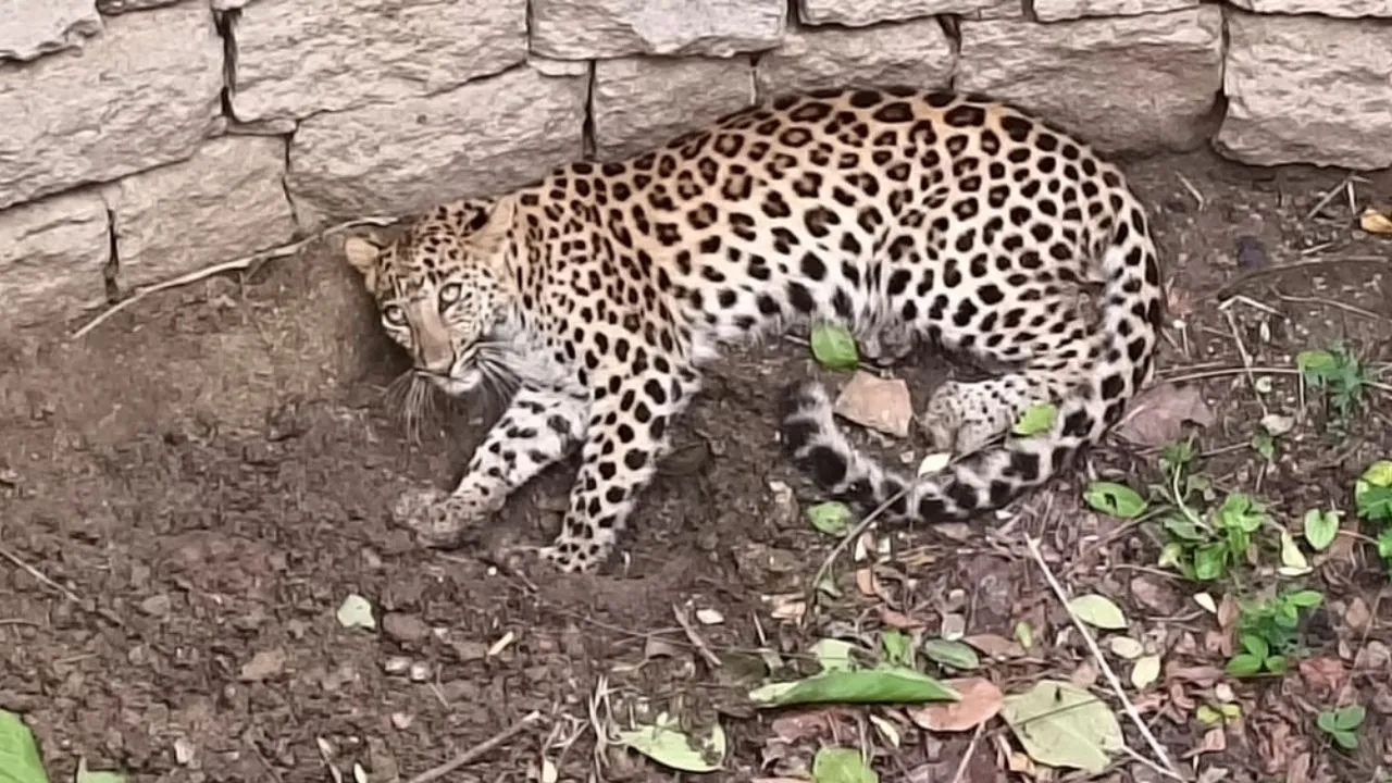 dhamtari-leopard-rescue-2026-07-12-14-38-38